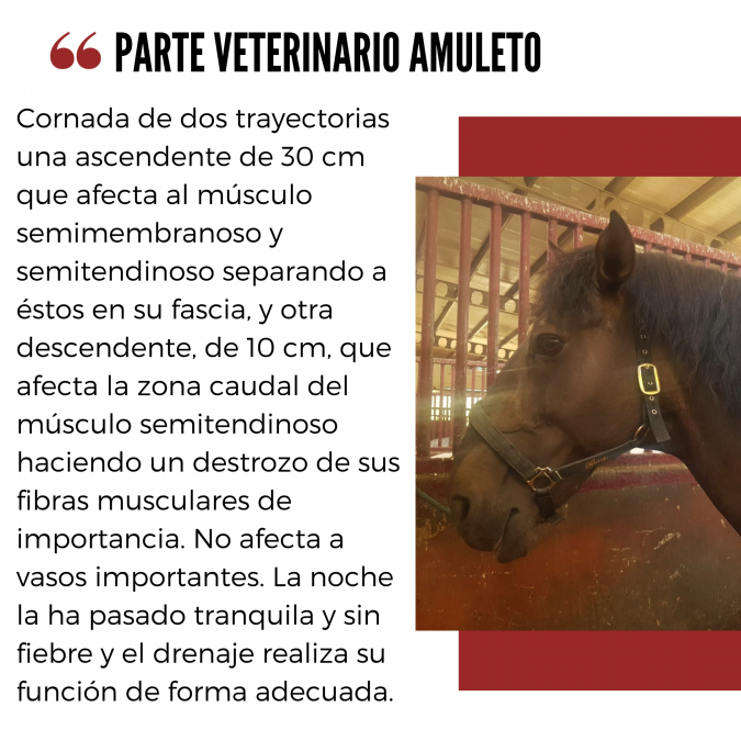 Amuleto, herido en El Puerto